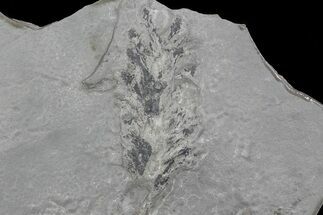 Rare, 5" Pennsylvanian Fossil Cone - Kinney Quarry, NM - Fossil #80432