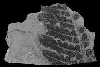 Pennsylvanian Fern (Neuropteris) Fossil - Kinney Quarry, NM #80513