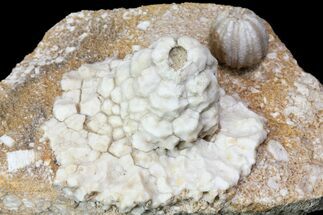 Fossil Crinoid (Strotocrinus) & Blastoid (Shizoblastus) - Missouri #80799