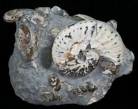 Discoscaphites & Sphenodiscus Ammonites #6121