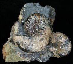 Two Hoploscaphities plenus Ammonites #6122