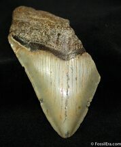 Megalodon Tooth SC #962