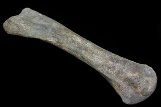 Huge, Kritosaurus Tibia With Stand - Aguja Formation, Texas #42335