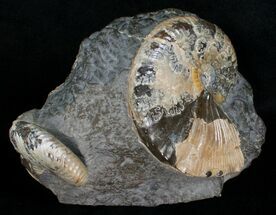 Buy Double Hoploscaphites nicolletii Ammonite - #6127