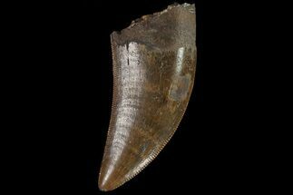 Serrated, Tyrannosaur (Nanotyrannus) Tooth - South Dakota #81364