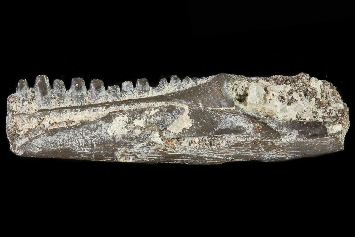 Permian Reptile Captorhinus jaw fossil with teeth Richards Spur Oklahoma 