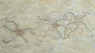 Brittle Star Mortality Plate - Solnhofen Limestone #6141