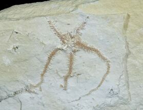 Ophiopetra Brittle Star - Solnhofen Limestone #6148