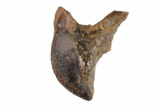 Juvenile Triceratops Tooth - South Dakota #81673