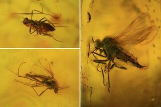Fossil Dance Fly (Empididae) & Diptera In Baltic Amber #81732