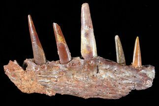 Fossil Pterosaur Jaw Section - Composite Teeth #81811
