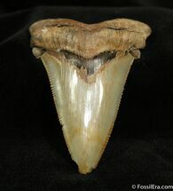 Dagger Angustiden Shark Tooth Fossil inches #973