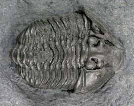 Gravicalymene Trilobite - Sugar River Formation, New York #25259