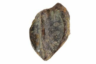 Partial Juvenile Triceratops Tooth - South Dakota #82140