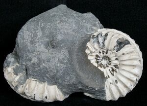 Double Pleuroceras Ammonite Nodule #6169