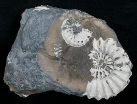 Multiple White Pleuroceras Ammonite - Germany #6232