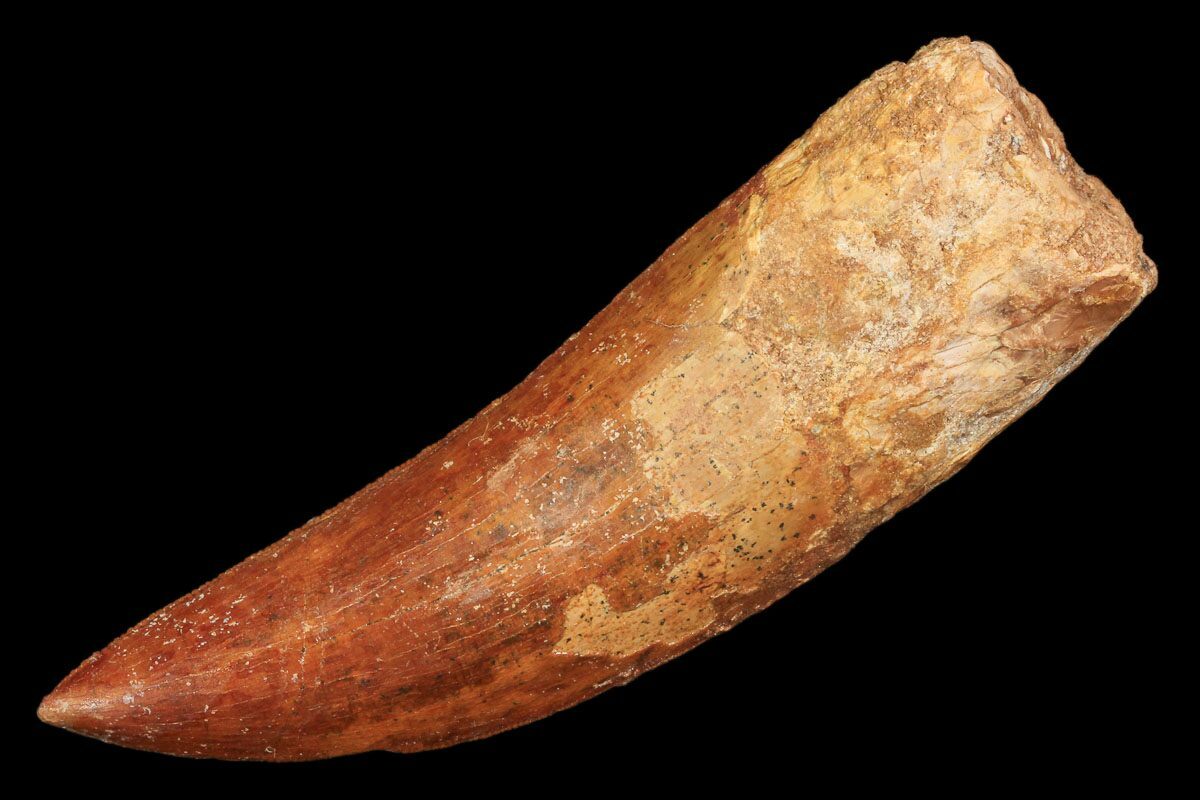 a dinosaur tooth