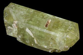 1.2" Lustrous Yellow Apatite Crystal - Morocco - Crystal #82525