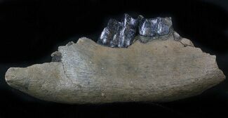 Fossil Rhino (Stephanorhinus) Lower Jaw Section - Germany #57818