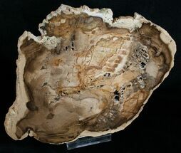 Petrified Cherry Wood Slab - Oregon x #6253