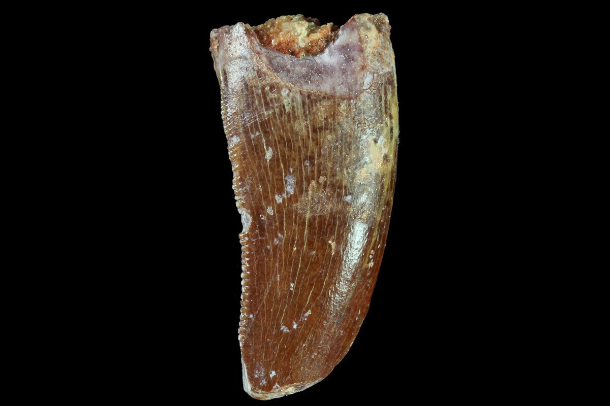 Bargain, .78" Raptor Tooth Real Dinosaur Tooth (83724) For Sale