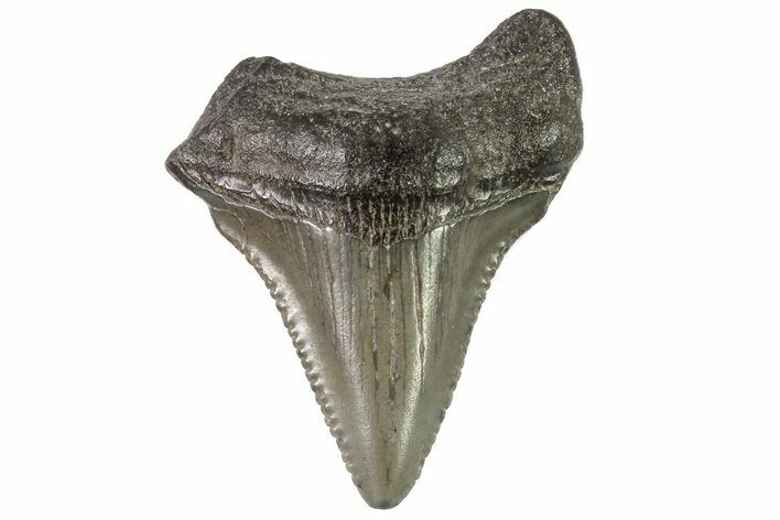 1.33" Baby Megalodon Tooth - Georgia For Sale (#83715 ...