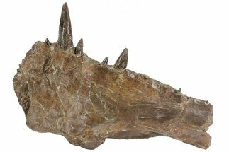 Xiphactinus Pre-Maxillary with Teeth - Smoky Hill Chalk, Kansas #62791