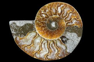 ammonite fossil price ammonite fossil price