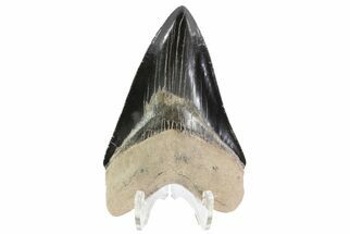 Serrated, Fossil Megalodon Tooth - Gorgeous Color #84151