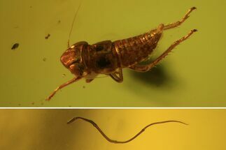Fossil Cicada (Auchenorrhyncha) Larva & Parasitic Worm In Amber #84629