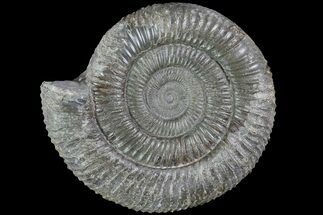 Dactylioceras Ammonite Fossil - England #84934
