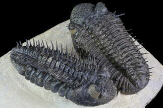 Two Spiny Drotops Armatus Trilobites - Impressive Specimen #85400