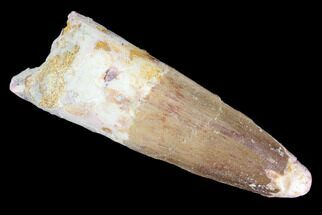 About Dinosaur Teeth - FossilEra.com