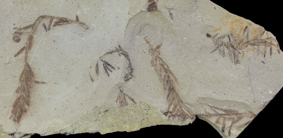 Metasequoia Dawn Redwood Fossils