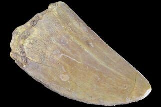 Serrated, Carcharodontosaurus Tooth - Feeding Wear #85855