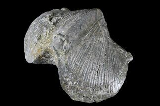 Huge, Pyrite Replaced Brachiopod (Paraspirifer) - Ohio #85559