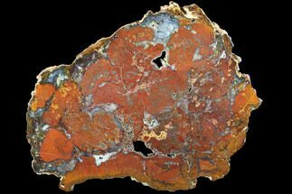 Rare, Red Hubbard Basin Petrified Wood Slab - #85934