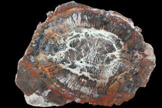 Unique, Polished Arizona Petrified Wood Slice with Fungus - #85953