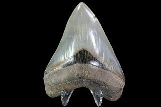 Serrated, Fossil Megalodon Tooth - Nice Color #86067