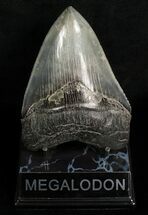 Quality Megalodon Tooth - Sharp! #6312