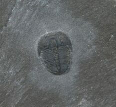 Bolaspidella Trilobite From Wheeler Shale #6360