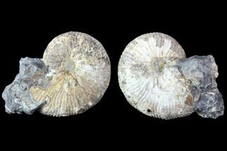 Cut/Polished Hoploscaphites Ammonite - South Dakota #86217