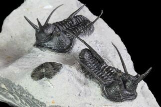 Two Devil Horned Cyphaspis Walteri Trilobites - Ofaten, Morocco #86840
