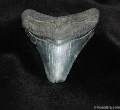 Nice Inch Megalodon Shark Tooth Fossil #69