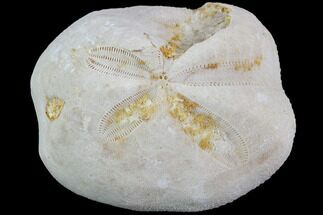 Fossil Echinoid (Sea Urchin) - Taouz, Morocco #87166