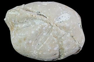 Fossil Echinoid (Sea Urchin) - Taouz, Morocco #87176
