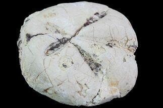 Fossil Echinoid (Micraster?) - Taouz, Morocco #87185