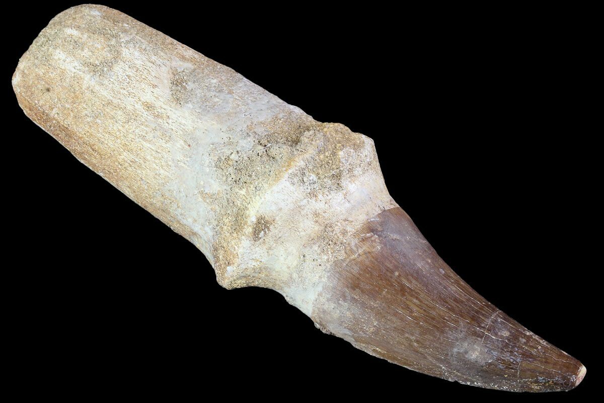 real mosasaur tooth