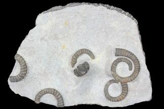 Multiple Devonian Ammonites (Anetoceras) on Rock - Morocco #87255