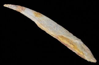 Hybodus Shark Dorsal Spine - Cretaceous (Composite Tip) #73124